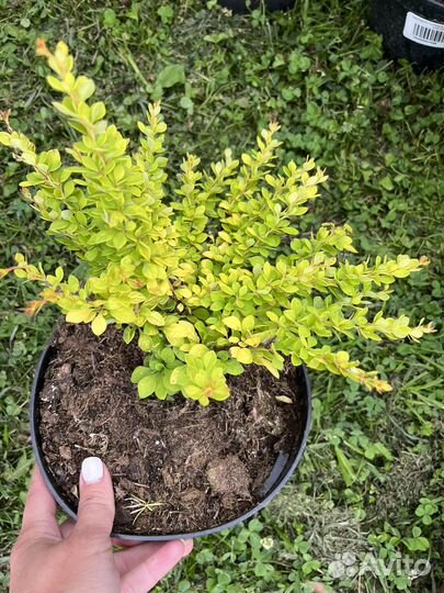 Барбарисы Тунберга Coronita, Сенсейшн