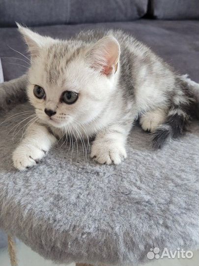 Кошки породистые