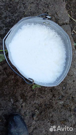 Корова стельная дойная