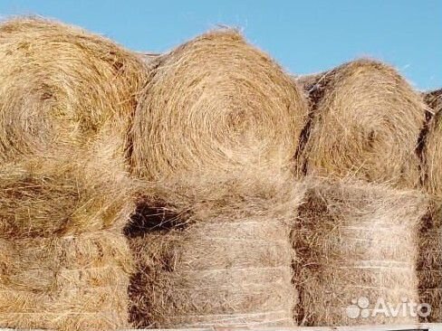 Продам сено в рулонах