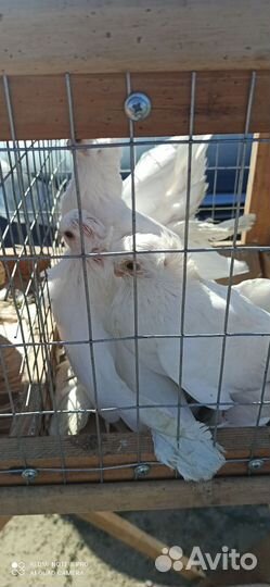 Голуби узбеки