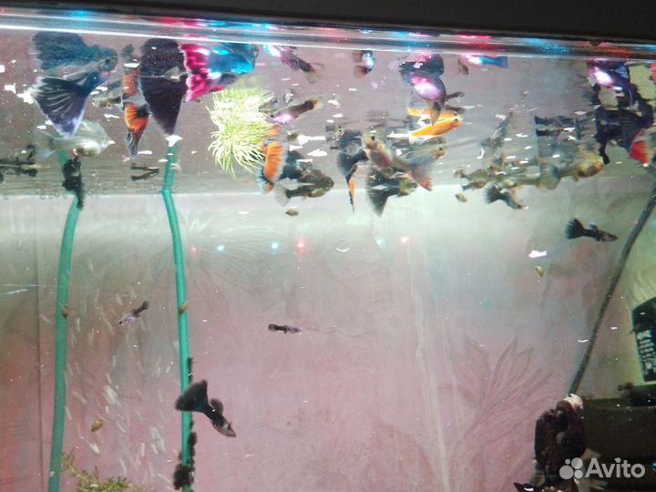 Рыбки гуппи