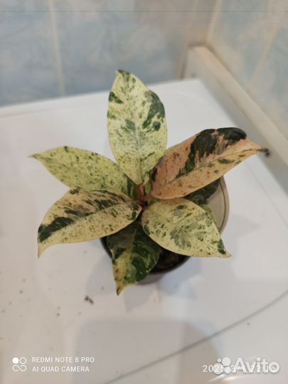 Фикус шривериана d 6