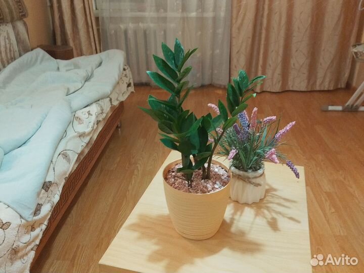 Замиокулькас,остались только 2 растения