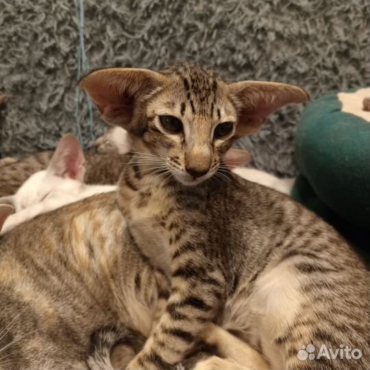 Ориентальные котята
