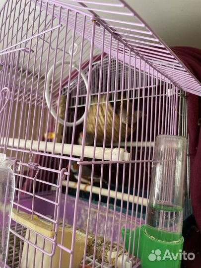 Зебровые амадины