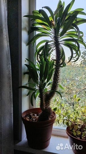 Пахиподиум Ламера