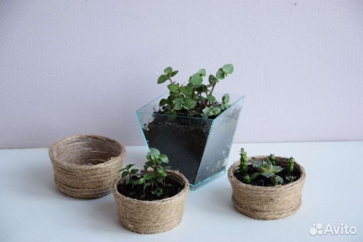 Формы для флорариум Декор Кашпо Комнатные растения