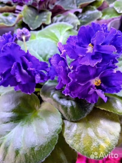 Цветущие фиалки