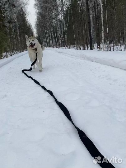 Плюшевая Лайка Мира ищет дом
