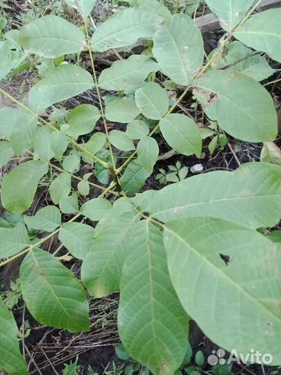 Грецкий орех саженцы