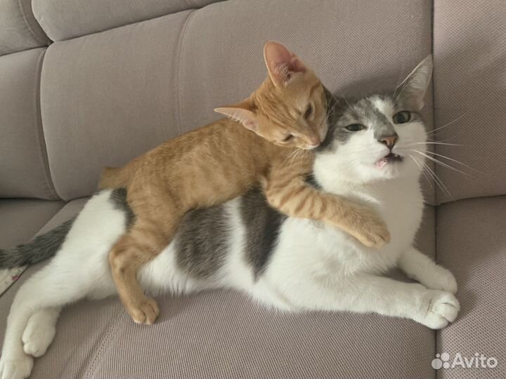 Рыжий котенок в добрые руки