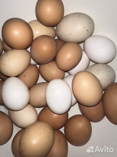 Домашние куриные яйца