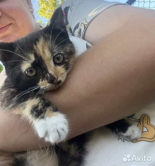 Кошечка в добрые руки