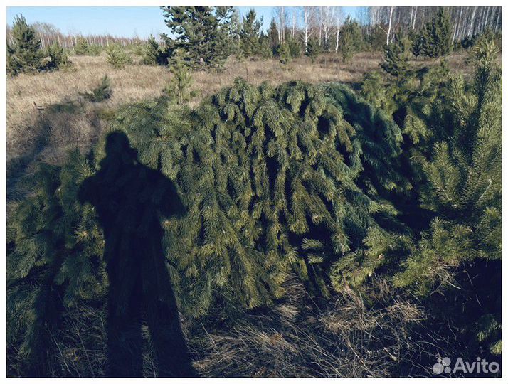 Сосна Новогодняя