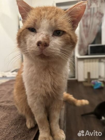 Котик Кузя
