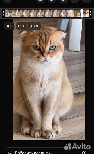 Кот на вязку