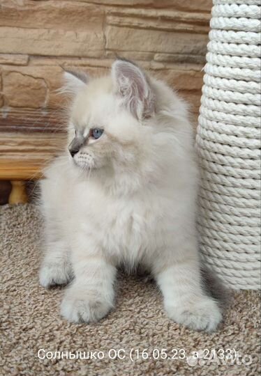 Невская маскарадная сибирские котята девочки