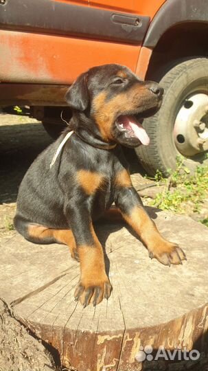 Продам щенков добермана