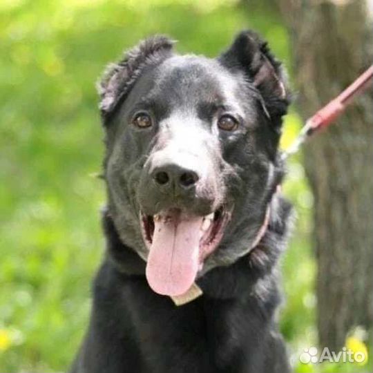 Собака в добрые руки отдам бесплатно