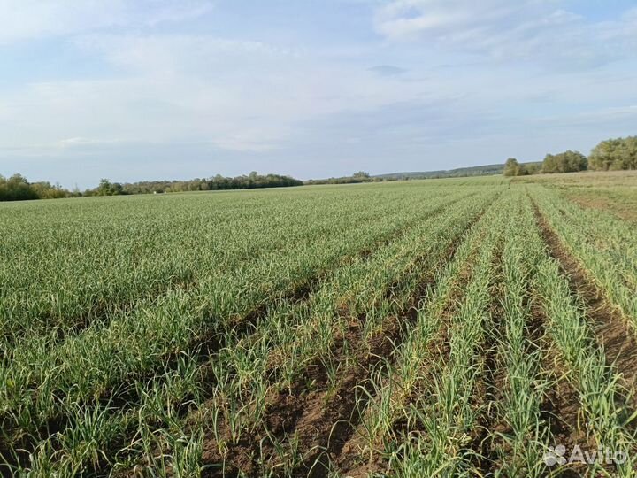 Чеснок озимый семена на посадку