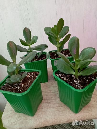 Толстянка (денежное дерево, крассула)