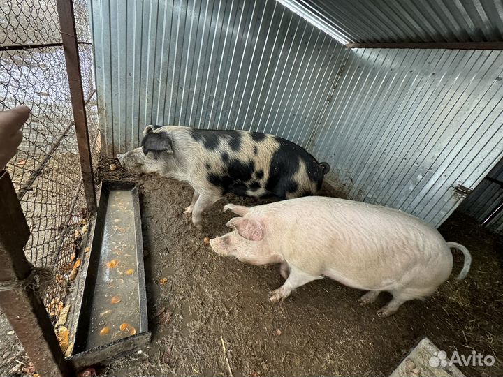 Домашняя свинья