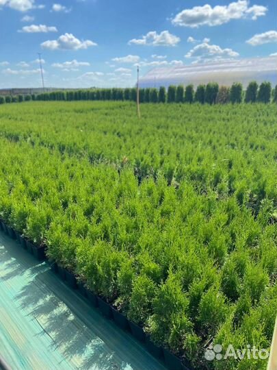 Черенки туи из Беларуси в мультиплатах