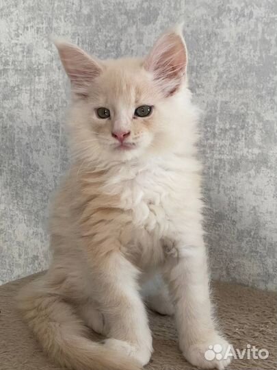 Котята мейн-кун