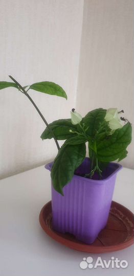 Цветок клеродентрум Томсона