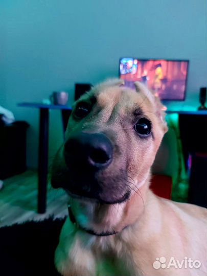 Отдам в добрые руки