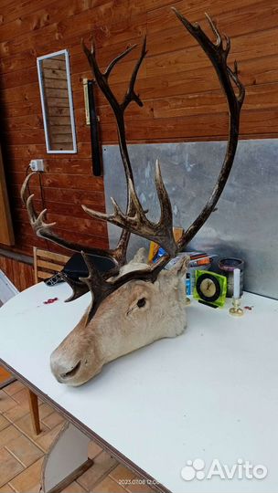 Чучело головы оленя