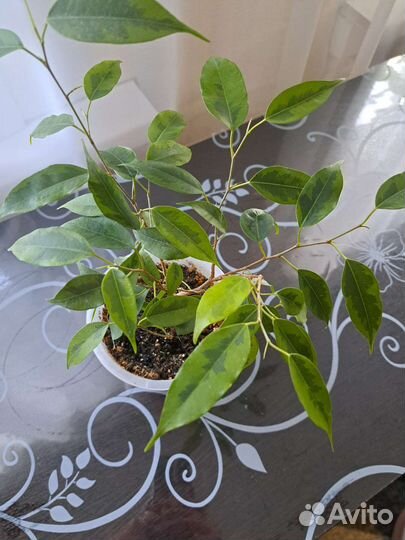 Фикус Бенджамина плетеный