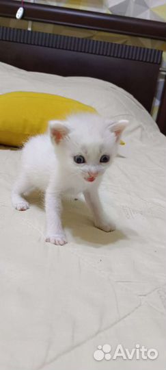 Котята