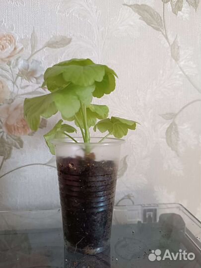 Пеларгонии золотолистные