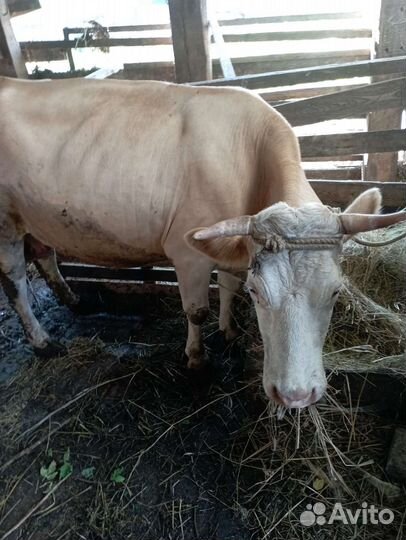 Корова дойная