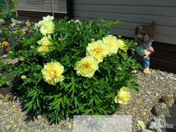 Пион жёлтый сорт Бартзелла