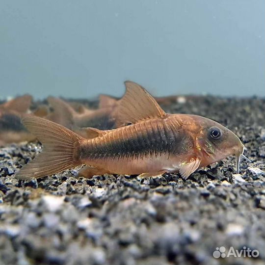 Продам коридорас Штерба взрослые