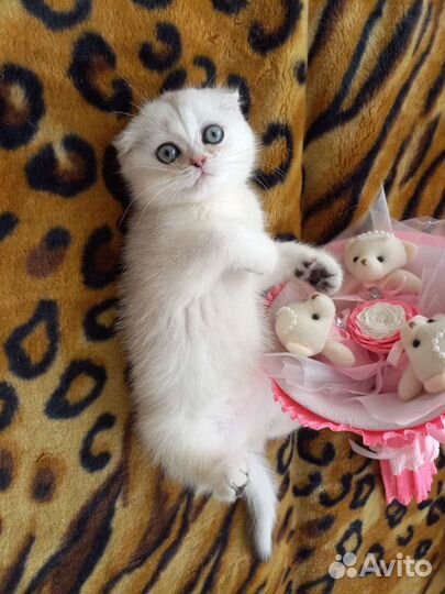 Шотландский вислоухий котёнок девочка