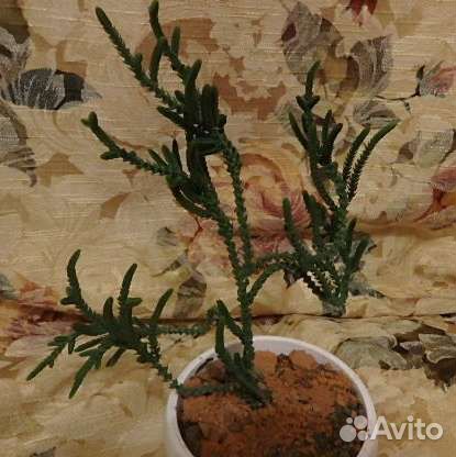 Кактусы и суккуленты