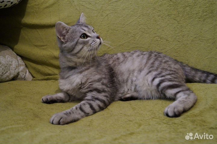 Кот в добрые руки