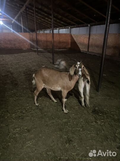 Нубийский козел и козочки