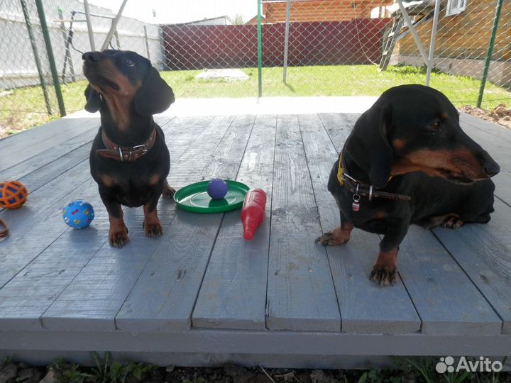 Загородный комфортабельный отель для собак