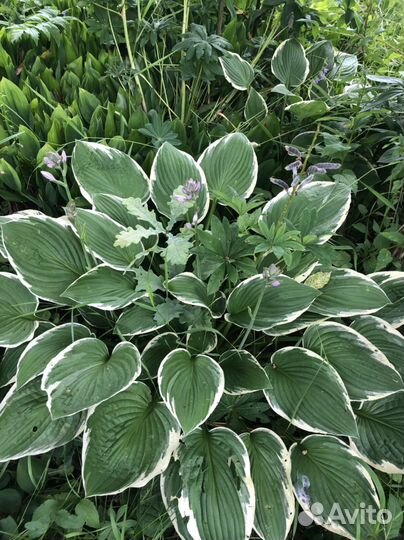 Многолетникам