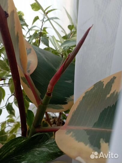 Фикус эластика тинеке