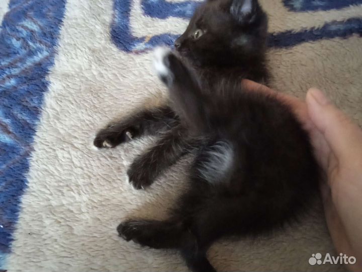 Кошка в дар