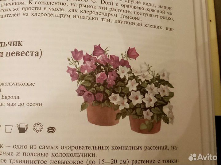 Энциклопедия, комнатных растений