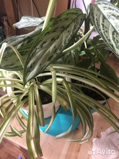 Хлорофитум