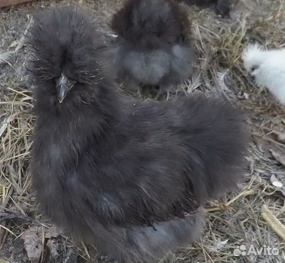 Петухи мини кохинхин, и китайский шёлковый