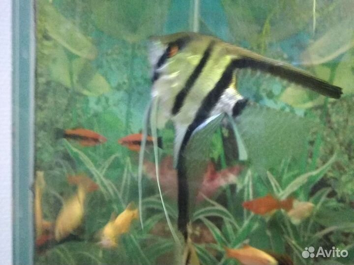 Рыбки аквариумные